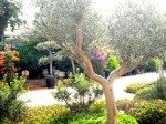 עץ